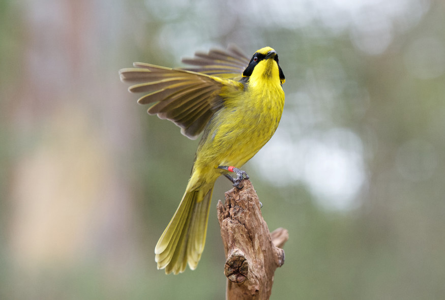 Helmeted Honeyeater sitting on a branch with it's swing spread out